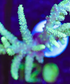 Wysiwyg Large Aussie Leather Coral Frag [F120]