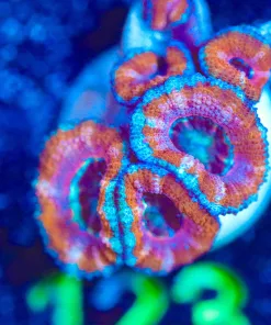 Wysiwyg Acan Frag [F123]