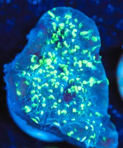 Wysiwyg Chalice Frag [F125]