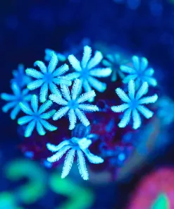 Wysiwyg Small Pipe Organ Frag [F127]