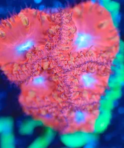 Wysiwyg 5 Polyp, White Mouth Blastomussa Frag [F129]