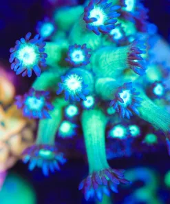 Wysiwyg Flowerpot Coral Frag [F131]