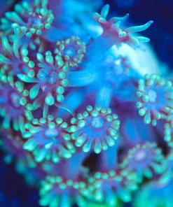 Wysiwyg Flowerpot Frag [F136]