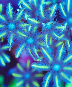 Wysiwyg Yellow Palm Clove Polyp Frag [F141] *LTOS OF HEADS*