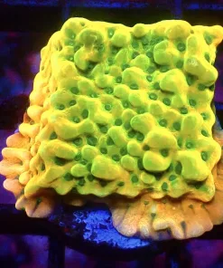 Super Bright Kung Pow Montipora (Row #18)
