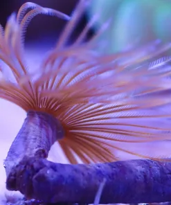 Wysiwyg Large Feather Duster #1 (From March's Display Laguna Tank)