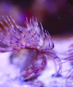 Wysiwyg Large Feather Duster #2 (From March's Display Laguna Tank)
