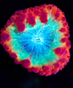 Wysiwyg Mind Melter Blastomussa Frag [F4]