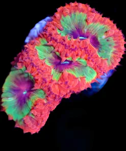 Wysiwyg  Ultimate Blastomussa Frag [F6]