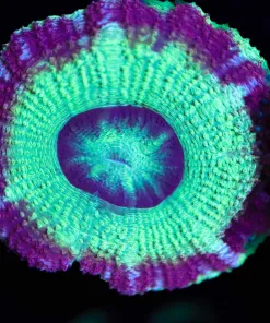 Wysiwyg Acan Frag  [F13]