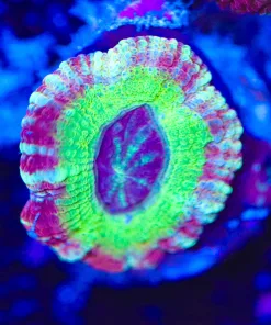 Wysiwyg Acan Frag [F16]