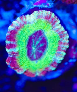 Wysiwyg Acan Frag [F16]