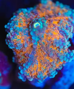 Wysiwyg Orange Cloud Yuma Frag  [F18]