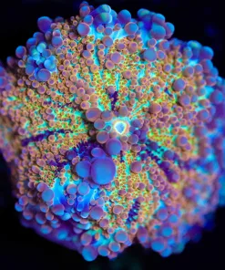 Wysiwyg Rainbow Ricordea Yuma Mushroom Coral [F21]