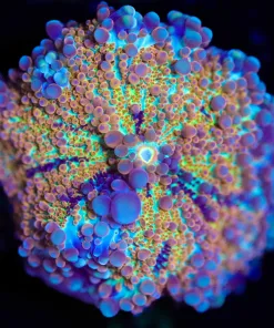 Wysiwyg Rainbow Ricordea Yuma Mushroom Coral [F21]