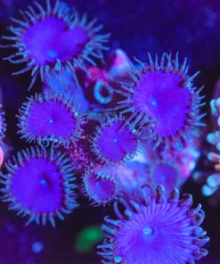 Wysiwyg Purple Death Zoanthid Frag  *Many Heads * [F24]