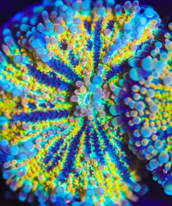Wysiwyg Rainbow Ricordea Yuma Mushroom Coral  [F25]