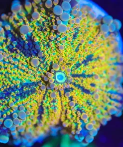 Wysiwyg Rainbow Ricordea Yuma Mushroom Coral [F26]