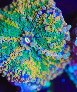 Wysiwyg Two Tone One Of A Kind Ricordea Yuma Mushroom [F31]