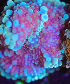 Wysiwyg Pink Ricordea Yuma Mushroom Coral [F32] *RARE COLOR*