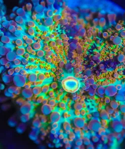Wysiwyg Rainbow Ricordea Yuma Mushroom Coral [F34]