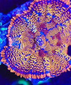 Wysiwyg Hippie Circus Rhodactis Mushroom [F35]