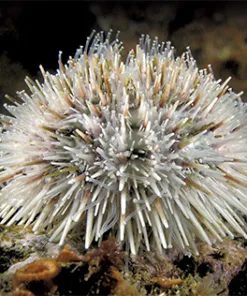 Alibno Halloween Urchin !