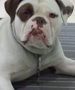 Wysiwyg Test Coral (C161)