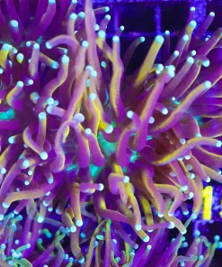 Ultra Torch Coral (C5)