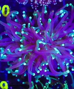 Two Tone Torch Coral (C19)