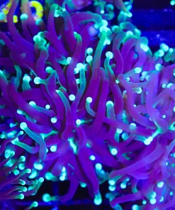 Joker Torch Coral (C25)