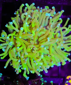 Lemon Lime Torch Coral (C29)