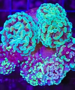 Wysiwyg Combo Hammer Bouqet Colony (C39)