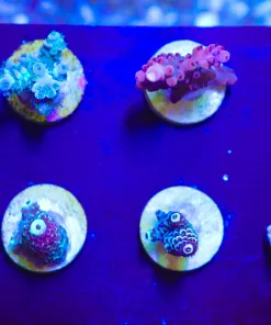 Wysiwyg 8 Piece Easy To Keep Acropora Frag Pack (Fragoon)