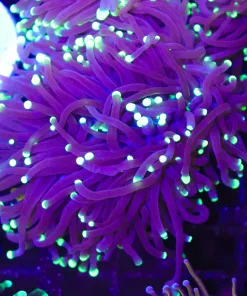 Torch Coral (C42)