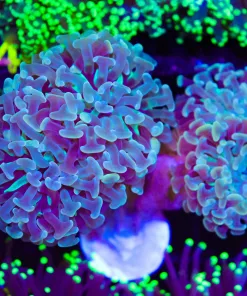 Wysiwyg Hammer Colony (C43)