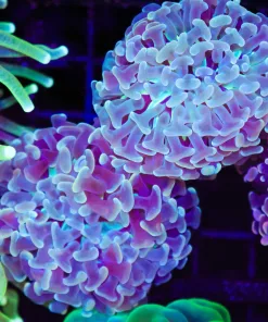 Wysiwyg Hammer Coral (C46)