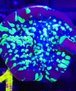 Large UFO Chalice Frag (C51)