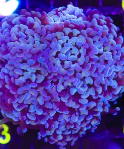 Hammer Coral Frag (C53)