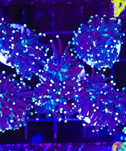 Black Torch Coral Frag (C54)