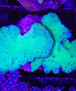 Wysiwyg Large Cabbage Coral Colony (C63)