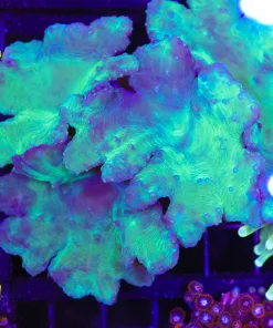 Wysiwyg Large Cabbage Coral Colony (C66)