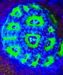 Wysiwyg Acan Colony *march's top pick* (C72)