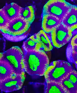 Dragon Soul Favia Frag (C73)