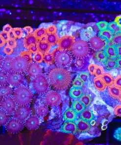 Wysiwyg Zoanthid Combo Coral (C76)