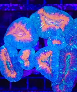 Wysiwyg Lobo Coral (C85)