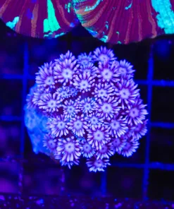 Wysiwyg Flowerpot Alveopora Colony (C89)