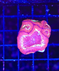 Wysiwyg Blastomussa Maxima (C92)