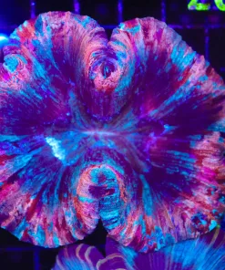 Wysiwyg Open Brain Coral (C107)