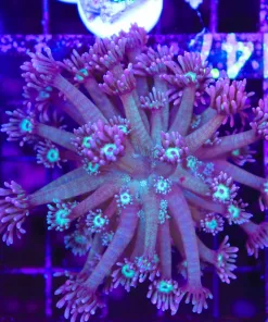 Wysiwyg Flowerpot Colony (C147)